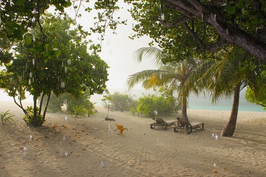 Heavy tropical rain falling on a white sand beach with empty sun loungers under palm trees at a luxury island resort in the Maldives during monsoon season with moody atmosphere and gray sky.