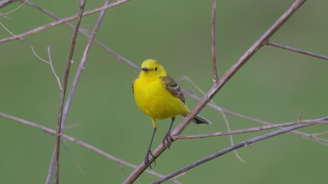 Yellow wagtail (Motacilla flava). Close-up. 