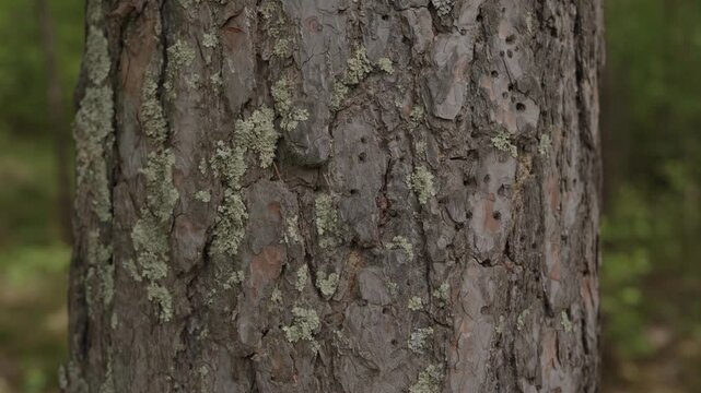 Close-up of rough pine tree bark with patches of lichen