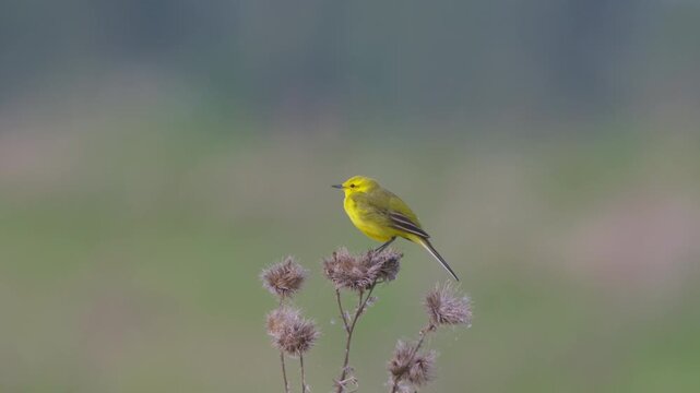 Yellow wagtail (Motacilla flava). Close-up. 