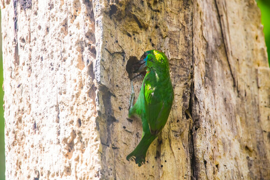 green frog on a branch