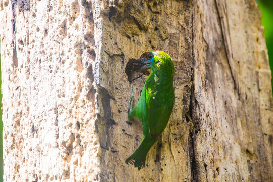 Bird feeding young in a nest atop a branch, 