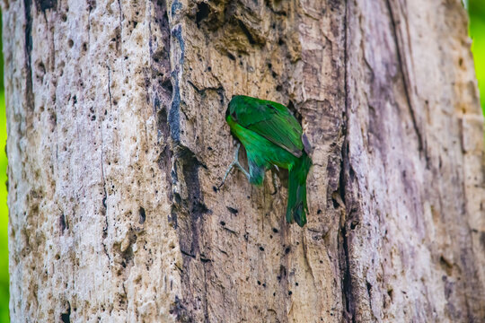 Bird feeding young in a nest atop a branch,	