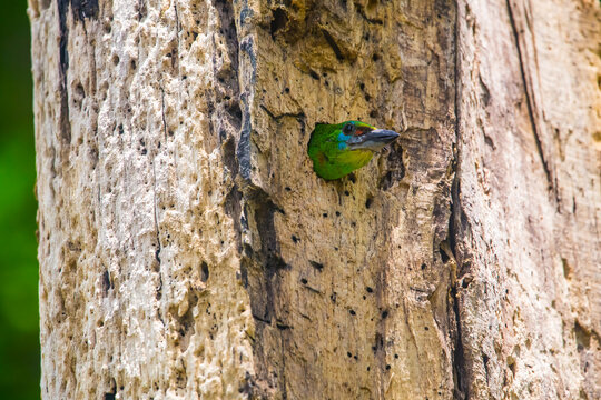 Bird feeding young in a nest atop a branch,	