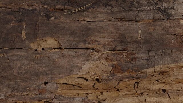  Close-up of weathered tree bark texture with cracks and decay.