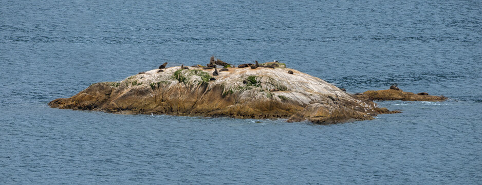 New Zealand fur seals (kekeno) basking on the Nee Islets at the entrance of Doubtful Sound where it meets the Tasman Sea, New Zealand