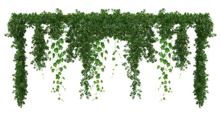 Set of green leaves from Javanese treebine or grape ivy (Cissus spp.), a jungle vine and hanging ivy plant bush foliage, isolated on a white background with a clipping path © Design Zone