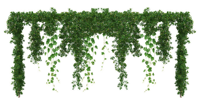 Set of green leaves from Javanese treebine or grape ivy (Cissus spp.), a jungle vine and hanging ivy plant bush foliage, isolated on a white background with a clipping path