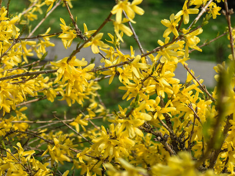 Vibrant Forsythia Maluch Dwarf Ornamental Shrub in Full Bloom