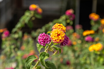 Obraz premium Beautiful lantana camara flowers blooming in garden on sunny day. Close up of vibrant pink and yellow umbel inflorescence clusters on bush. Turkey, Mediterranean.