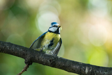 Blaumeise mit Raupe im Schnabel © Donnerbold