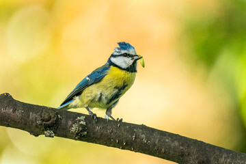 Blaumeise mit Raupe im Schnabel © Donnerbold