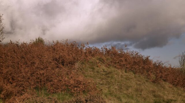 Brown bracken in the Autumn/Fall countryside scenery stock footage