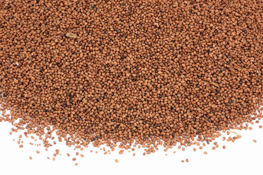 close up of tobacco seeds