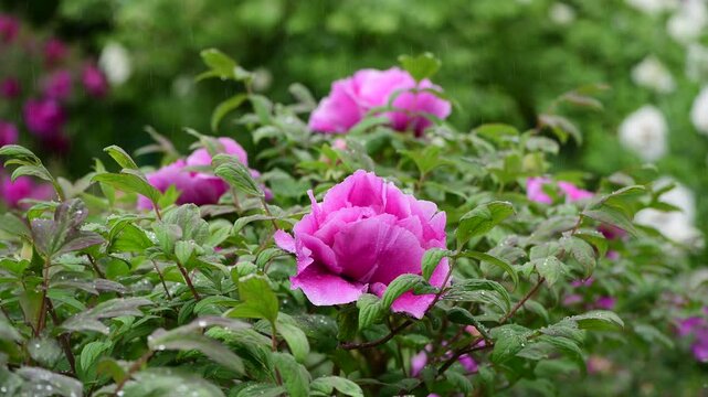 Close up macro video of peon flower under the rain slow motion 4k