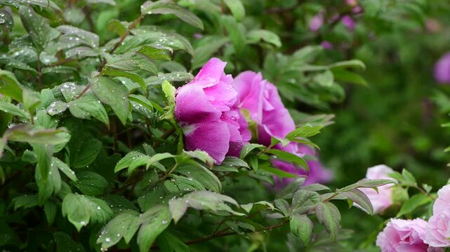 Close up macro video of peon flower under the rain slow motion 4k