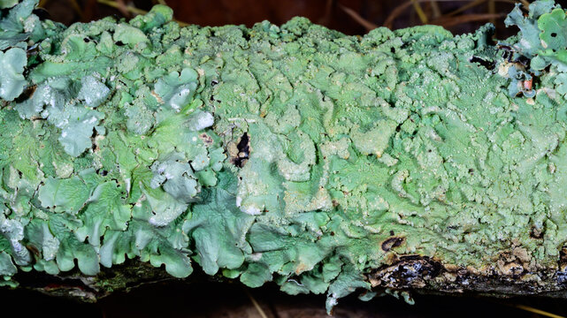 New Jersey. A Common Greenshield Lichen (Flavoparmelia caperata)