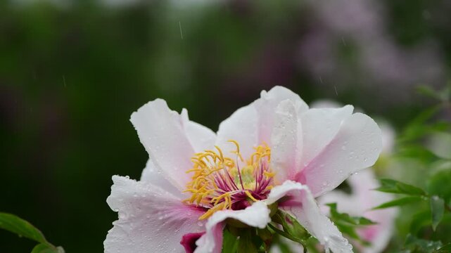 Close up macro video of peon flower under the rain slow motion 4k