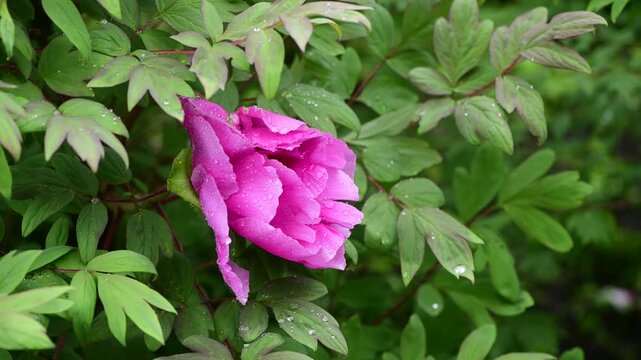 Close up macro video of peon flower under the rain slow motion 4k