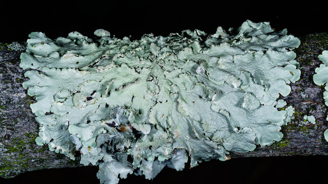 New Jersey. Flavoparmelia caperata, commonly known as the common greenshield lichen.