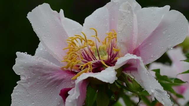 Close up macro video of peon flower under the rain slow motion 4k
