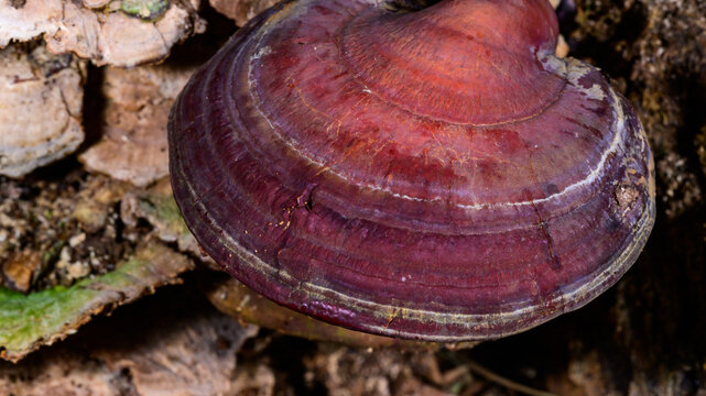 New Jersey. This fungus appears to be a species of Ganoderma. Depending on the specific species, this is often called Reishi