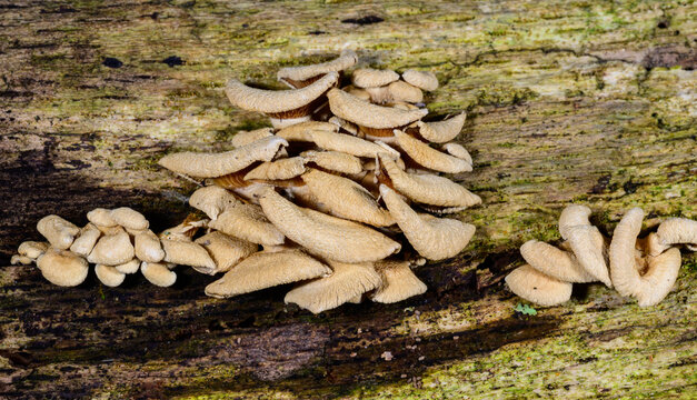New Jersey. Panellus stipticus, commonly known as the bitter oyster or stiptic fungus.
