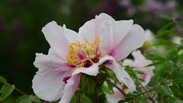 Close up macro video of peon flower under the rain slow motion 4k