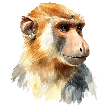 Watercolor illustration painting of Proboscis Monkey, minimal, isolated on a white background.