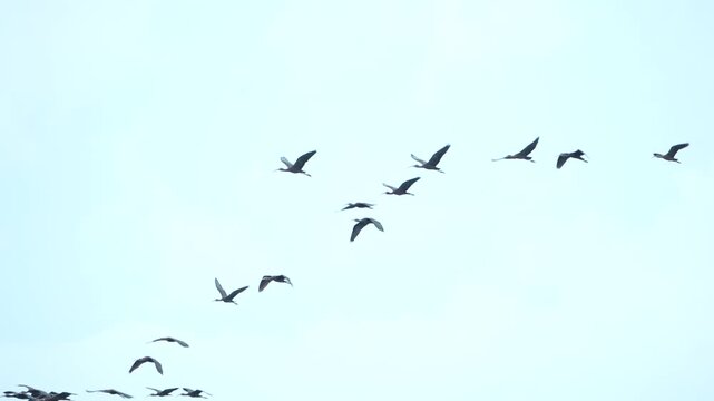 Flock of bird flying pale sky, bird flock flying sky group of bird blue sky migration motion freedom nature, bird flock flying pale blue sky with open wings and calm space, avian silhouette wing