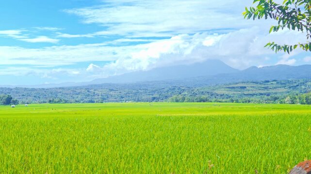 Beautiful view of vast green paddy fields with the majestic Mount Inerie under a cloudy blue sky in Soa, Flores, Indonesia.
