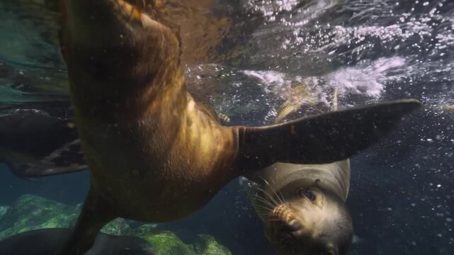 Group Of Playful Sea Lions Swimming Underwater In Clear Ocean Water Over Rocky Reef