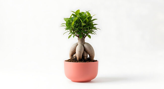Elegant Ficus Microcarpa Ginseng Bonsai Tree with Thick Aerial Roots in a Stylish Pink Ceramic Pot Isolated on a White Background for Interior Home Decor and Wellness