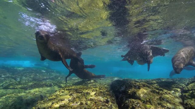 Group Of Playful Sea Lions Swimming Underwater In Clear Ocean Water Over Rocky Reef