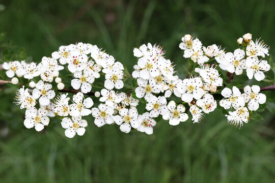A branch of may blossom hawthorn flowers in the countryside in closeup