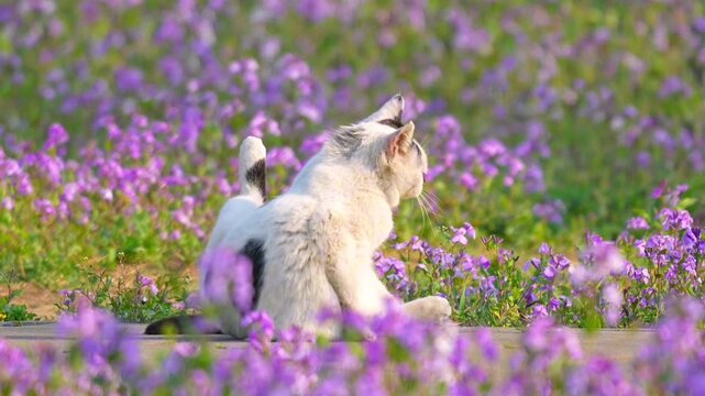 Domestic cat rolling yawning then walking in flower field