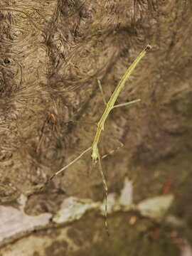 ナナフシ
Stick insect