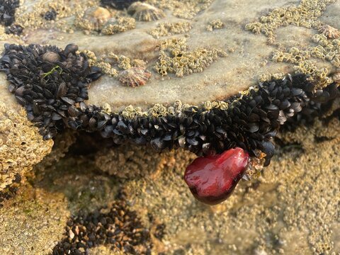 corail