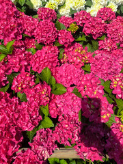 Fototapeta premium Vivid pink hydrangeas blooming in a sunny garden showcase nature's beauty and vibrant colors during springtime