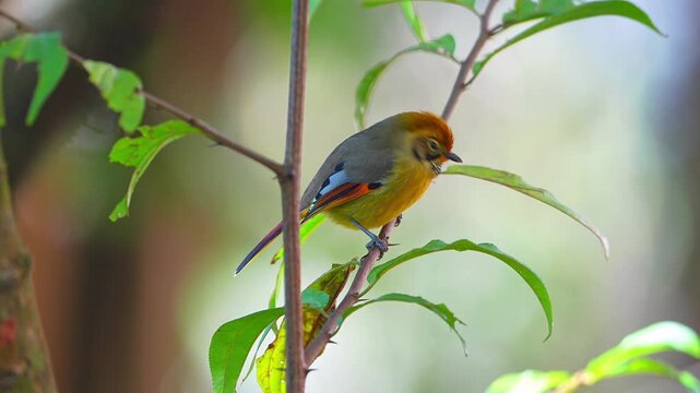 Bar-throated minla bird perching and observing on thorny stem