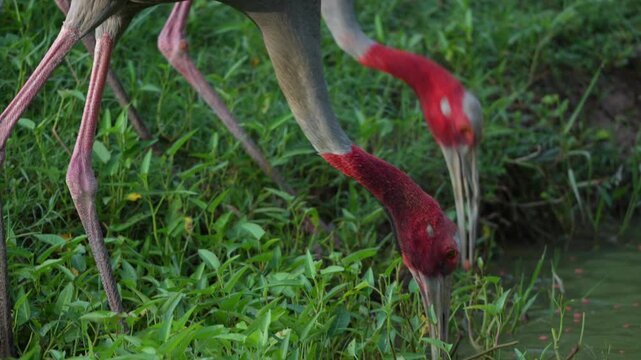 Eastern Sarus Crane in natural field of Thailand, Red head crane bird wildlife standing grass wetland habitat foraging green grass close up natural wetland wildlife scene red head bird long leg bird