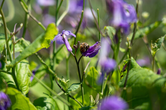 あわじ花さじき」の写真素材 | 696件の無料イラスト画像 | Adobe Stock