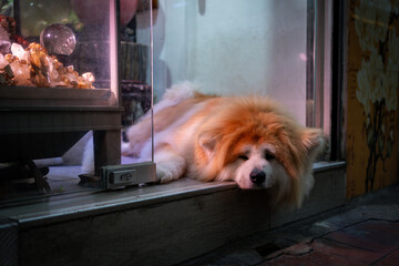 Fluffy Akita dog resting peacefully behind a glass display case © Pierre