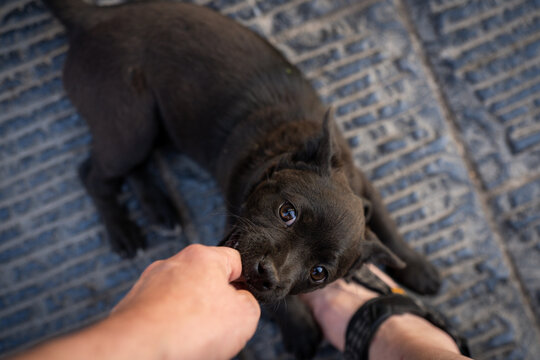 Playful black puppy playfully bites a human finger while lying on a textured surface