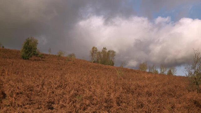 Brown bracken in the Autumn/Fall countryside scenery stock footage