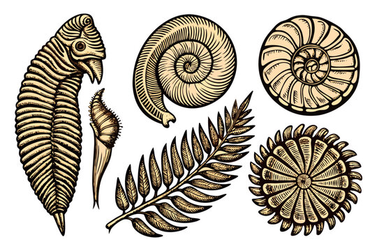Vintage Fossil Collection Illustration Ammonite Shells, Fern Leaf and Prehistoric Nature Drawing