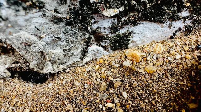 Macro video of black ants digging and moving sand around their underground nest entrance. Close-up wildlife footage capturing insect teamwork, natural behavior, and textured earth details.
