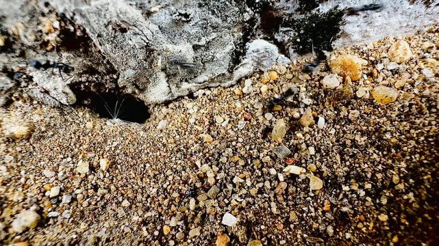 Macro video of black ants digging and moving sand around their underground nest entrance. Close-up wildlife footage capturing insect teamwork, natural behavior, and textured earth details.