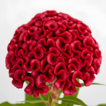 Closeup of a vibrant red cockscomb flower against a white background.