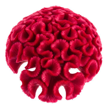 Closeup of a vibrant red cockscomb flower isolated on white background.